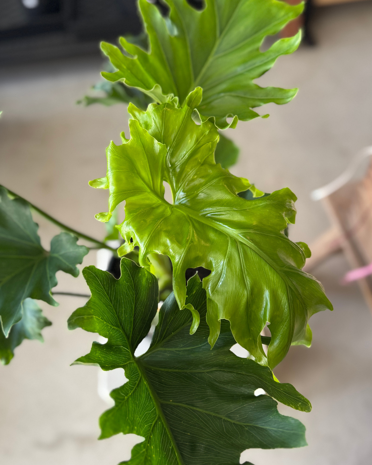 🪴 Philodendron Hope