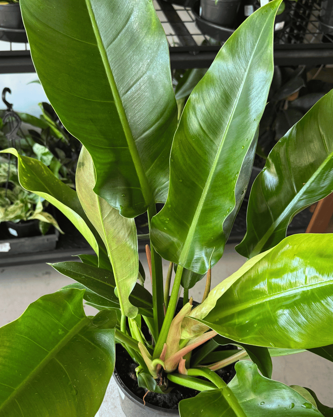 Philodendron Imperial Green - Indoor Plant Delivery Muswellbrook