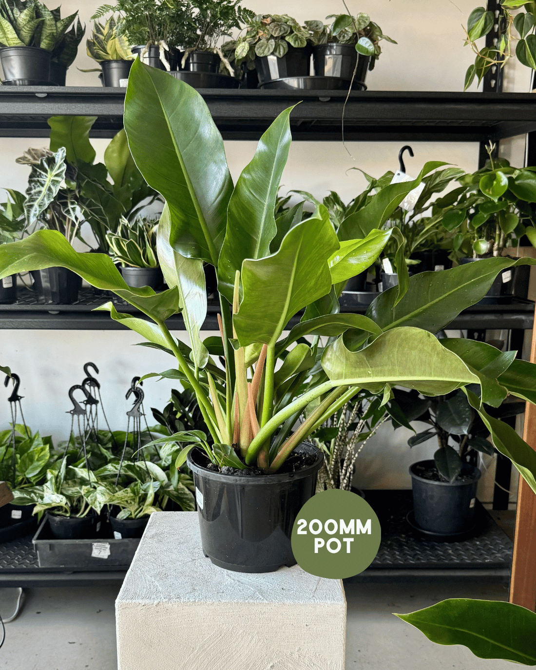 Philodendron Imperial Green - Indoor Plant Delivery Muswellbrook