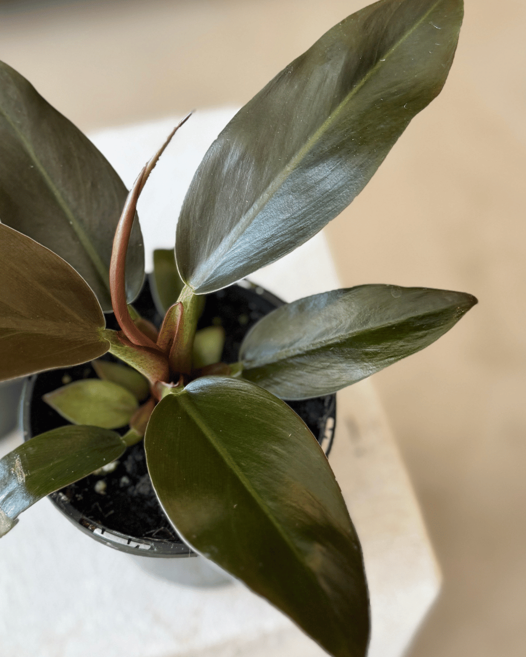 Philodendron Imperial Red