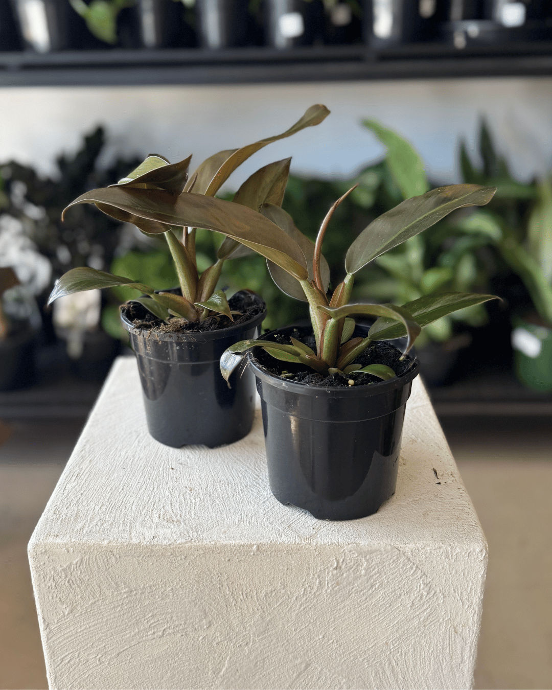 Philodendron Imperial Red