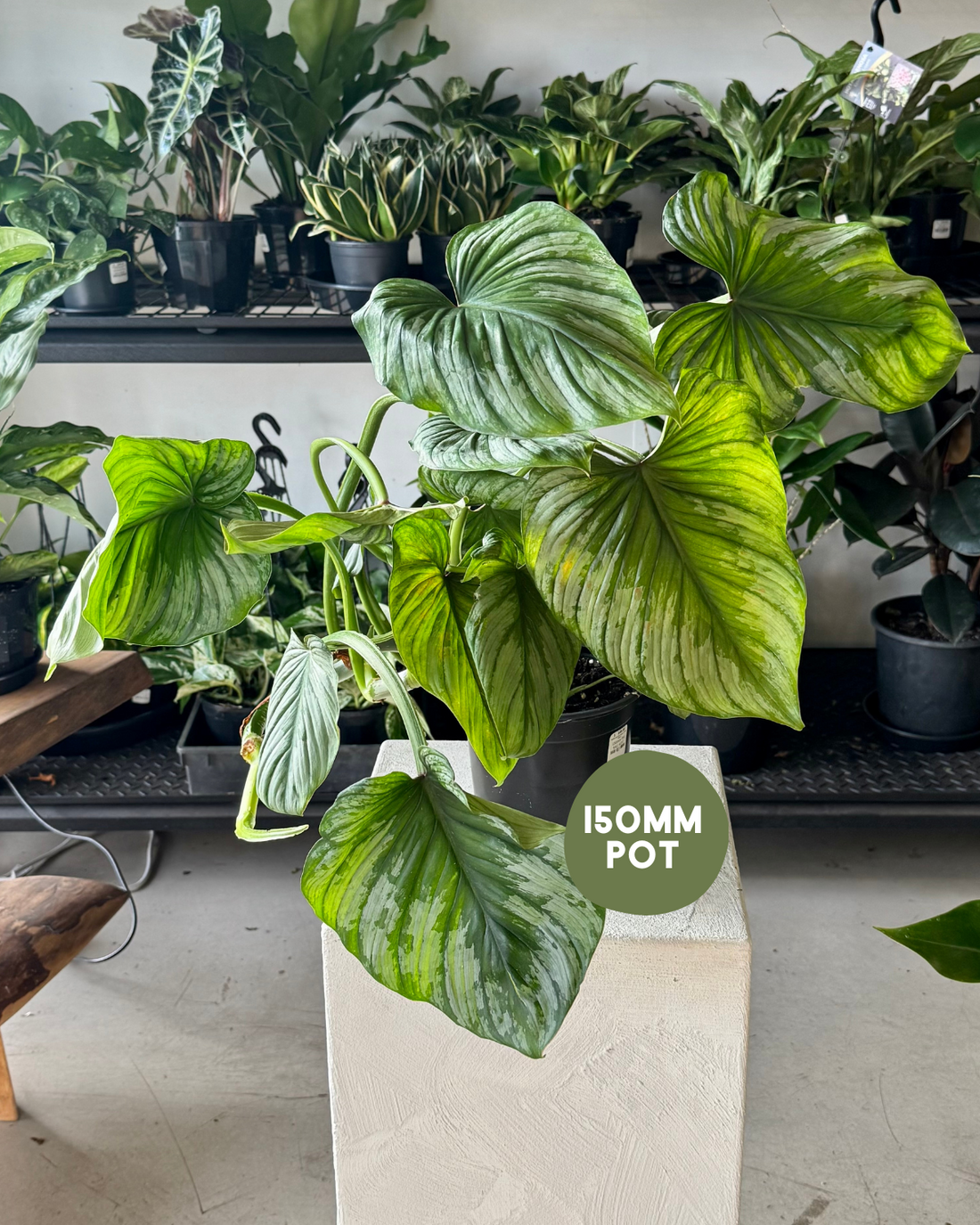 Philodendron Mamei &