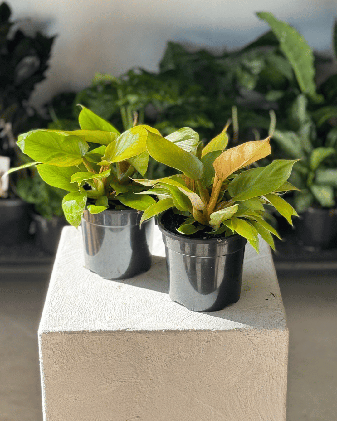 Philodendron Meli Gold - Muswellbrook Nursery