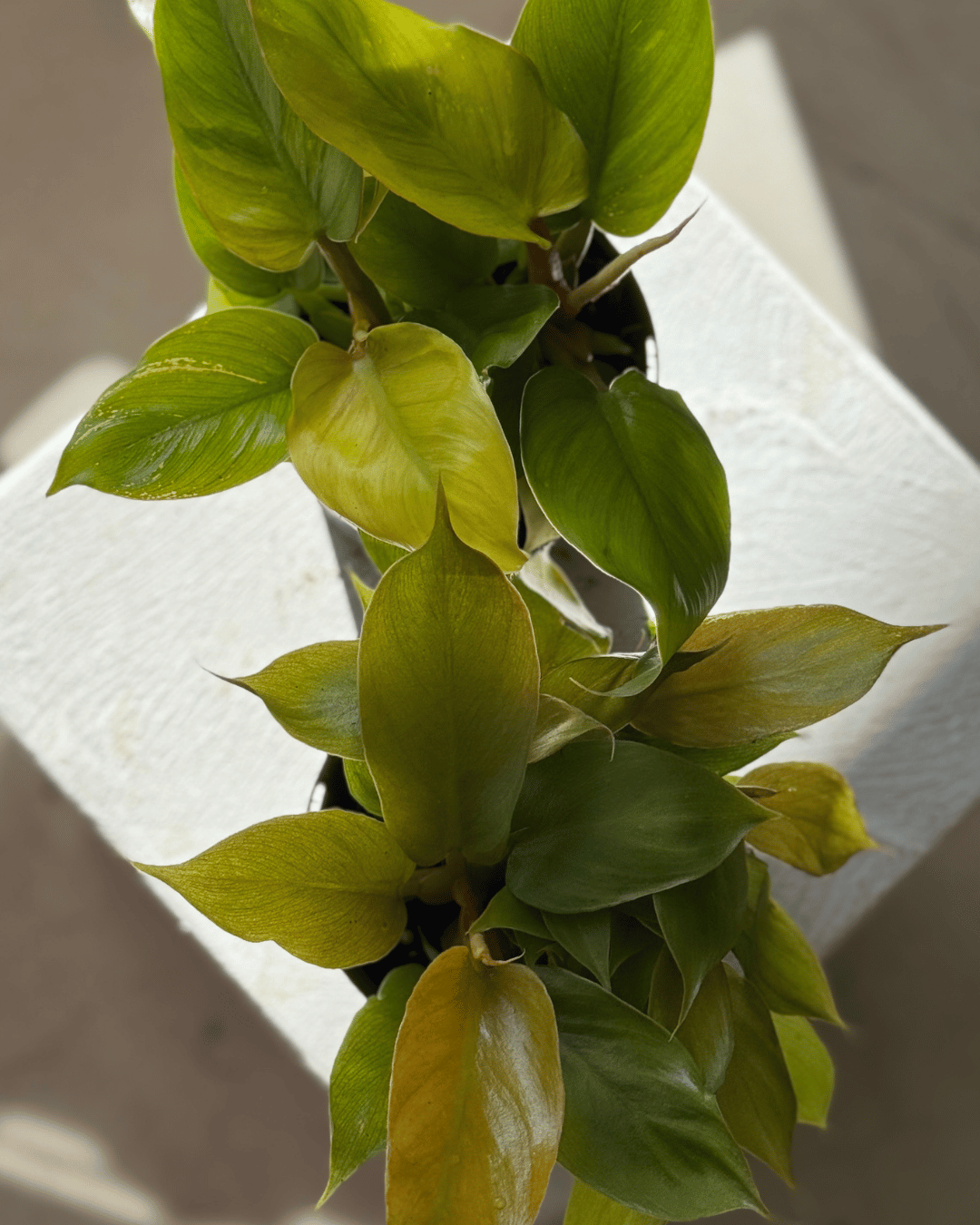 Philodendron Meli Gold - Muswellbrook Nursery