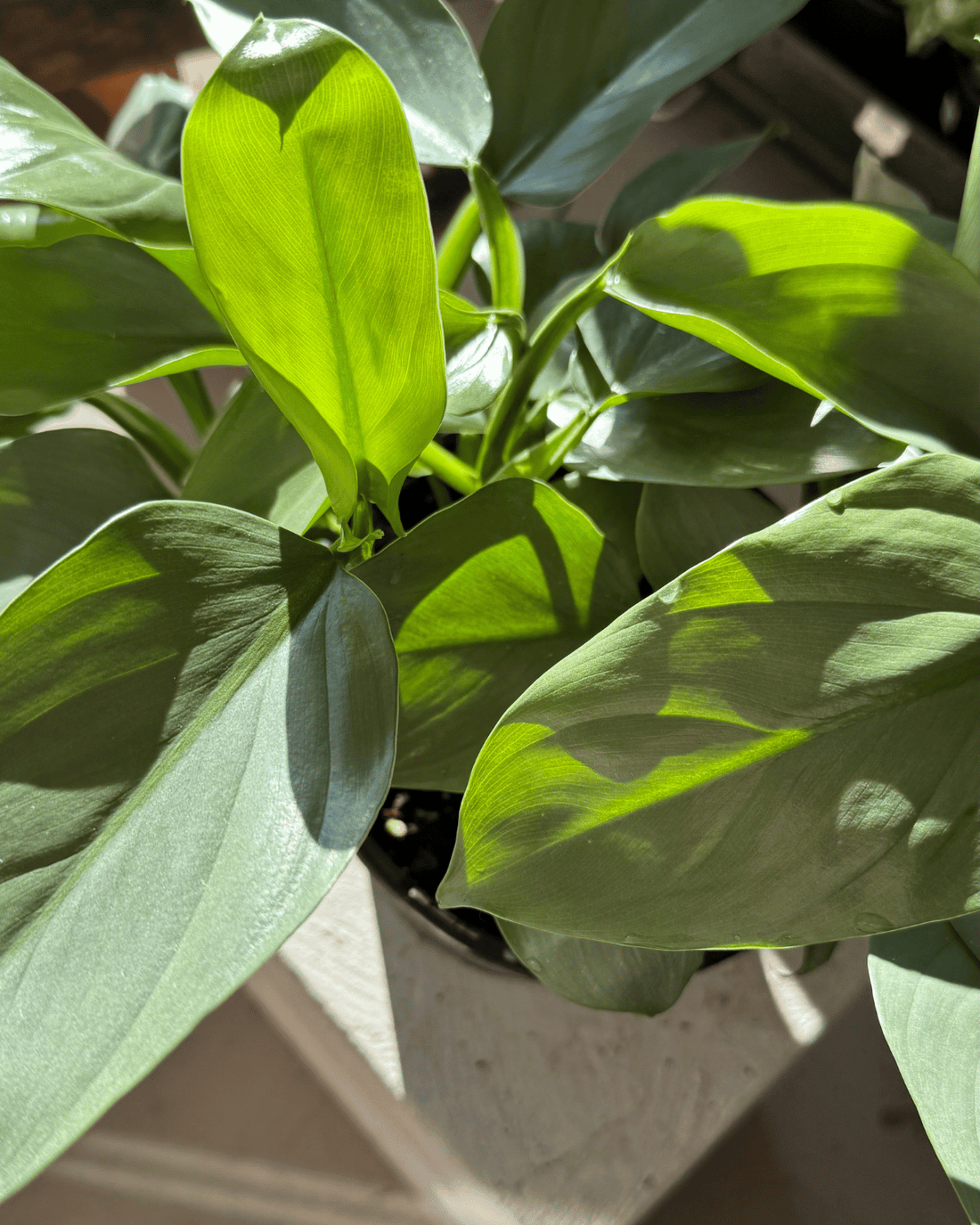 Philodendron Silver Sword - Muswellbrook Nursery Polly &amp; Co