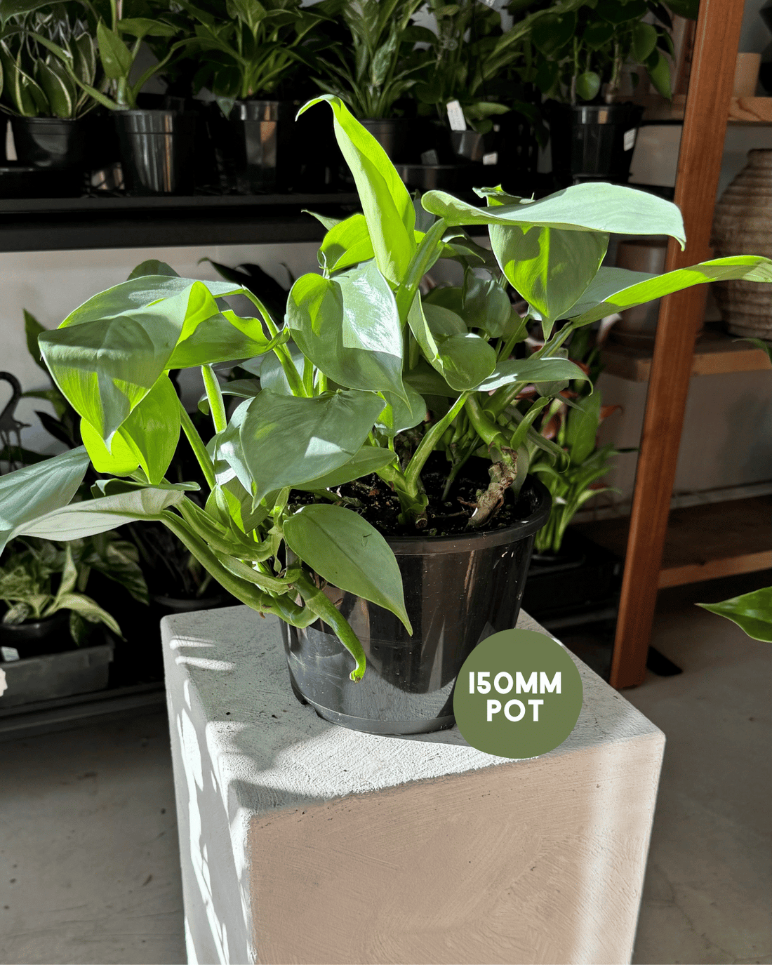 Philodendron Silver Sword - Muswellbrook Florist Indoor Plants Polly &amp; Co
