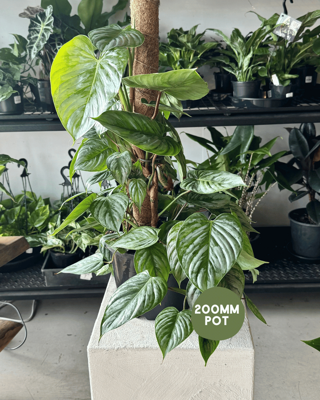 Philodendron Sodiroi Indoor Plants Muswellbrook