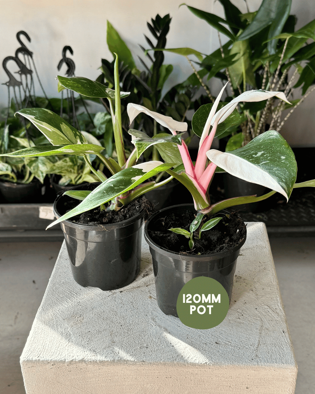 🪴 Philodendron &