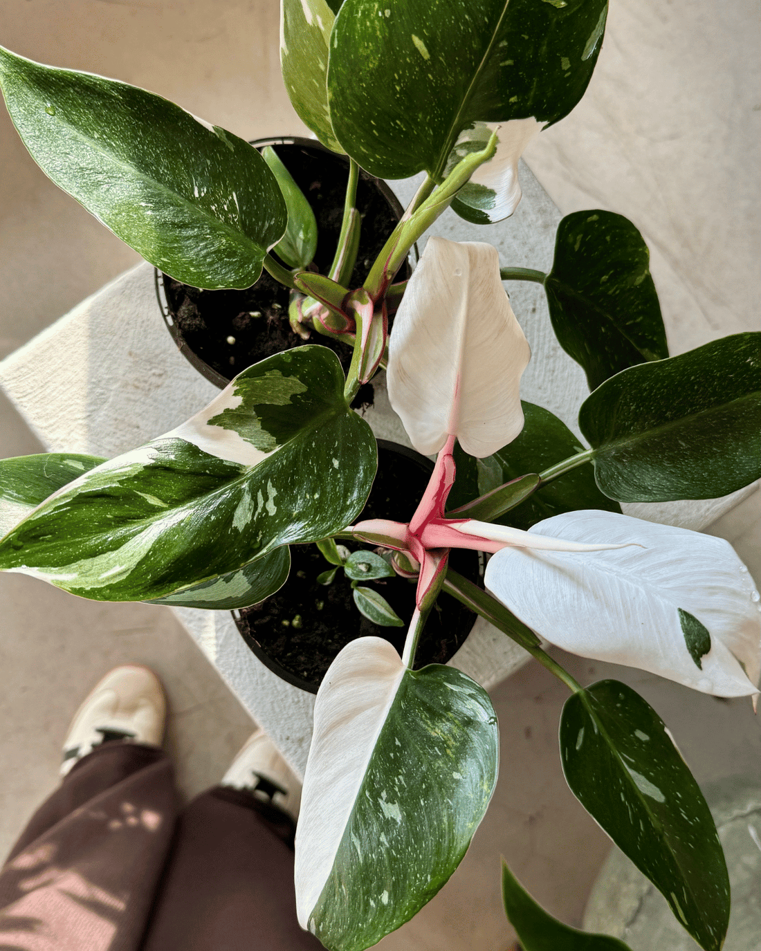 Indoor Plants - Muswellbrook Florist Polly &amp; Co