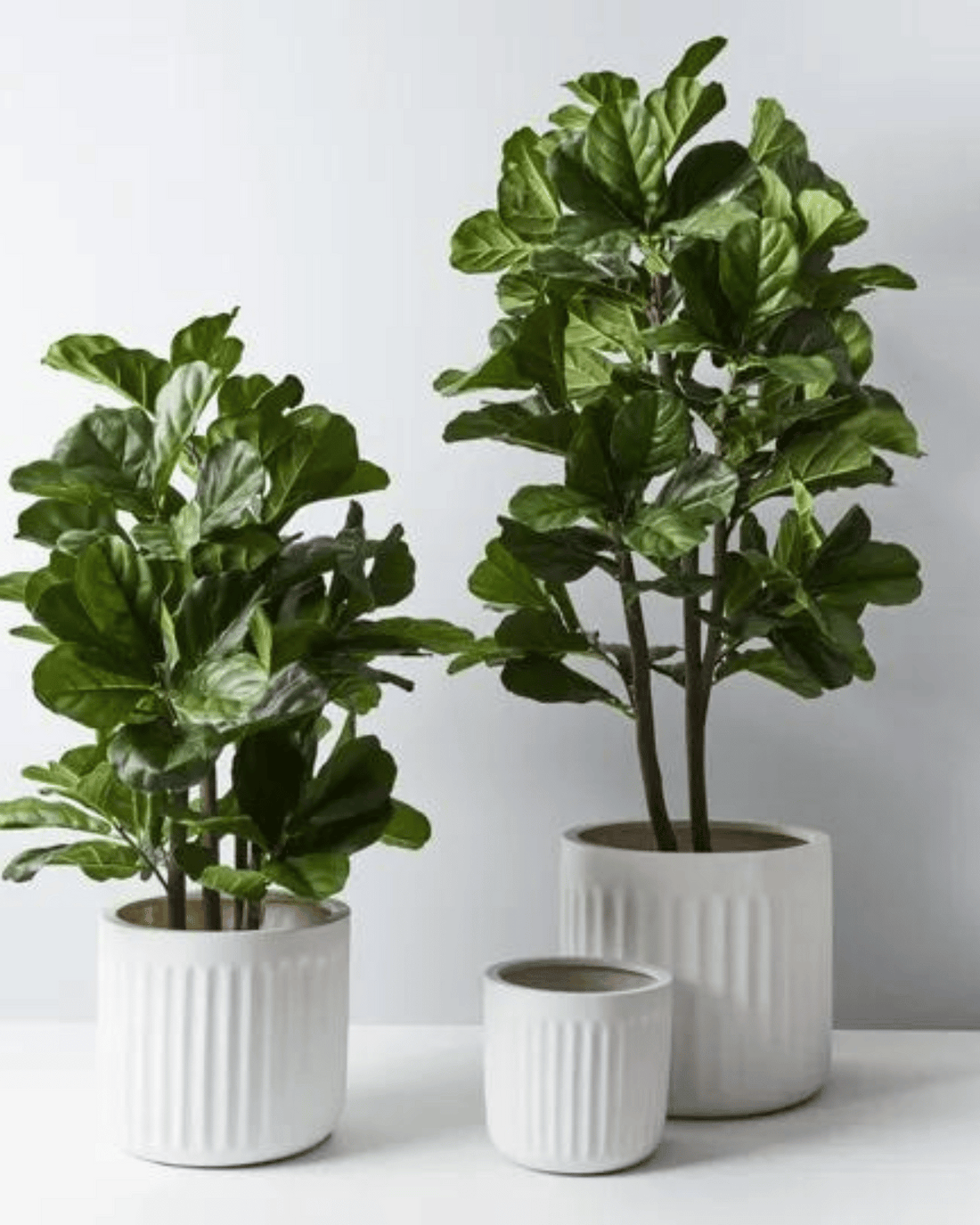 Pleated Pots - White (Small, Medium, Large)