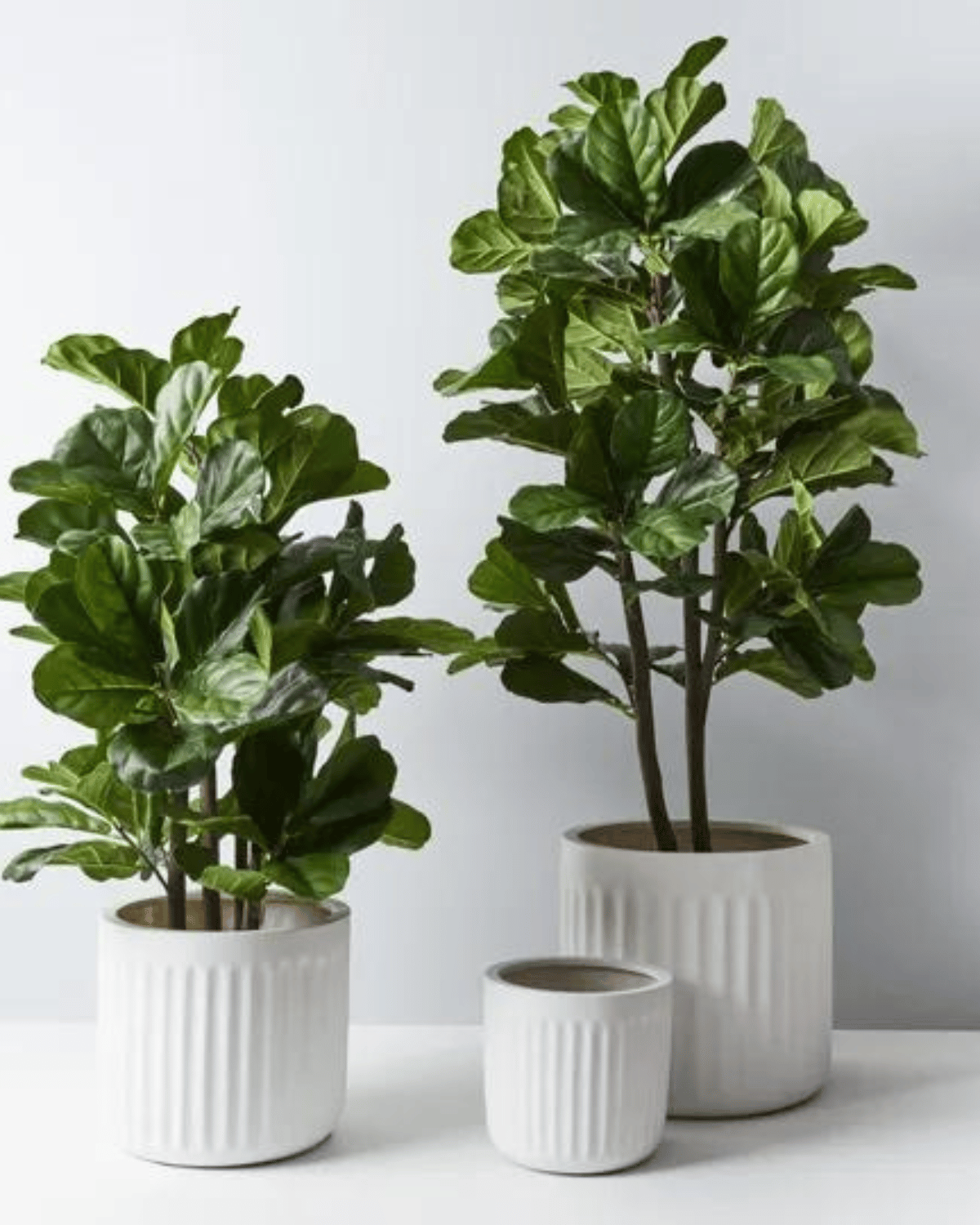 Pleated Pots - White (Small, Medium, Large)