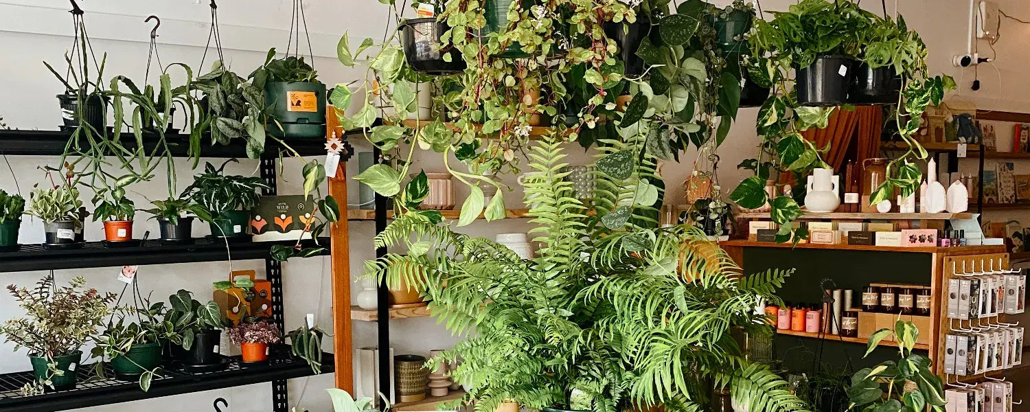 Contact Polly & Co - Florist & Gift Shop - Muswellbrook, Hunter Valley