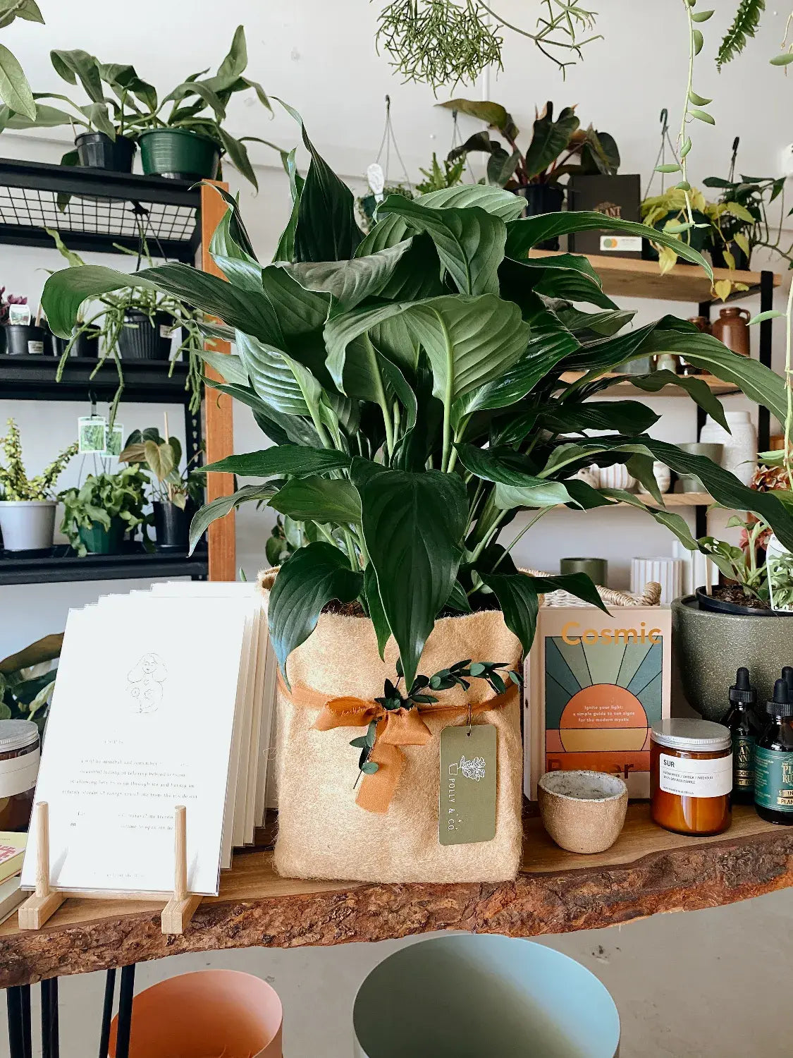 Shop Indoor Plants - Peace Lily in Planet Friendly Planter - Muswellbrook Florist