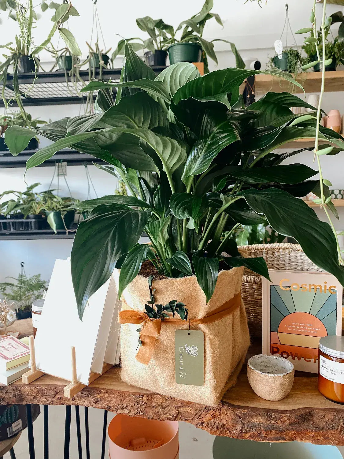 Shop Indoor Plants - Peace Lily in Planet Friendly Planter - Muswellbrook Florist
