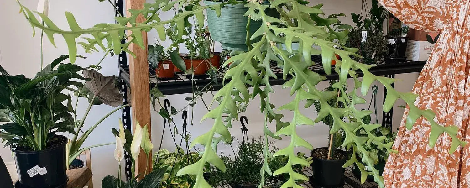 Polly & Co - Online Gift Shop Shipping Policy - Muswellbrook, Hunter Valley