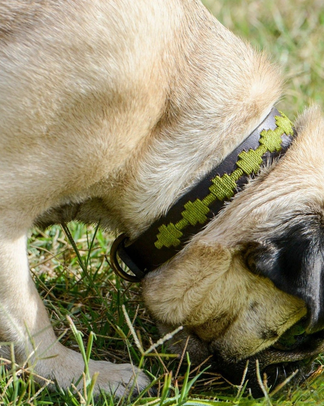 Polo Leather Dog Collar - Grass by Georgie Paws