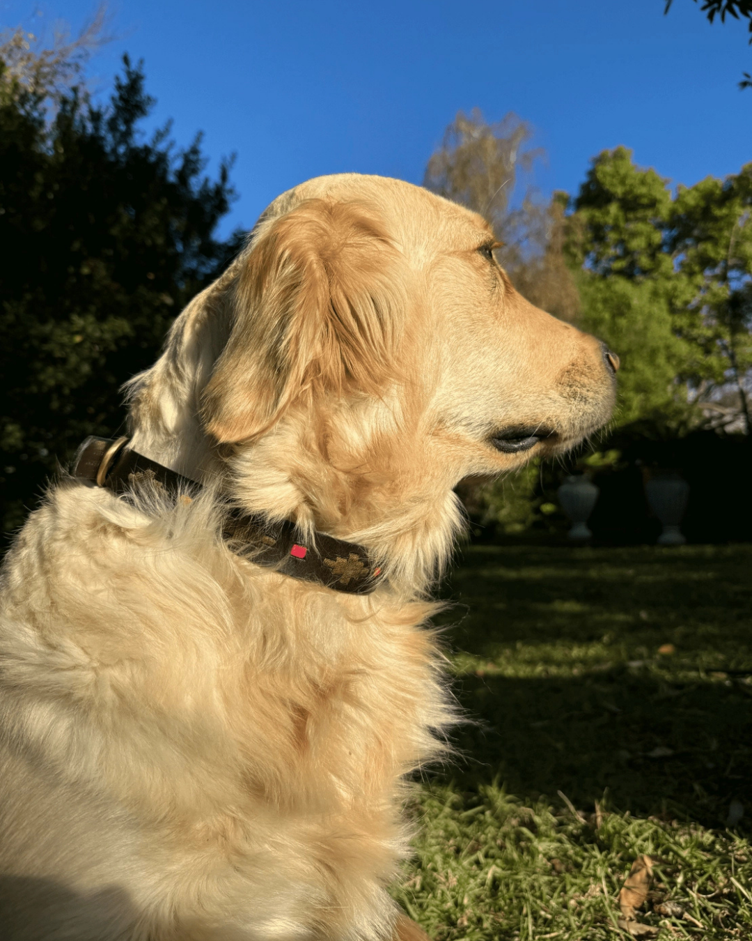 Polo Leather Dog Collar - Mage by Georgie Paws 