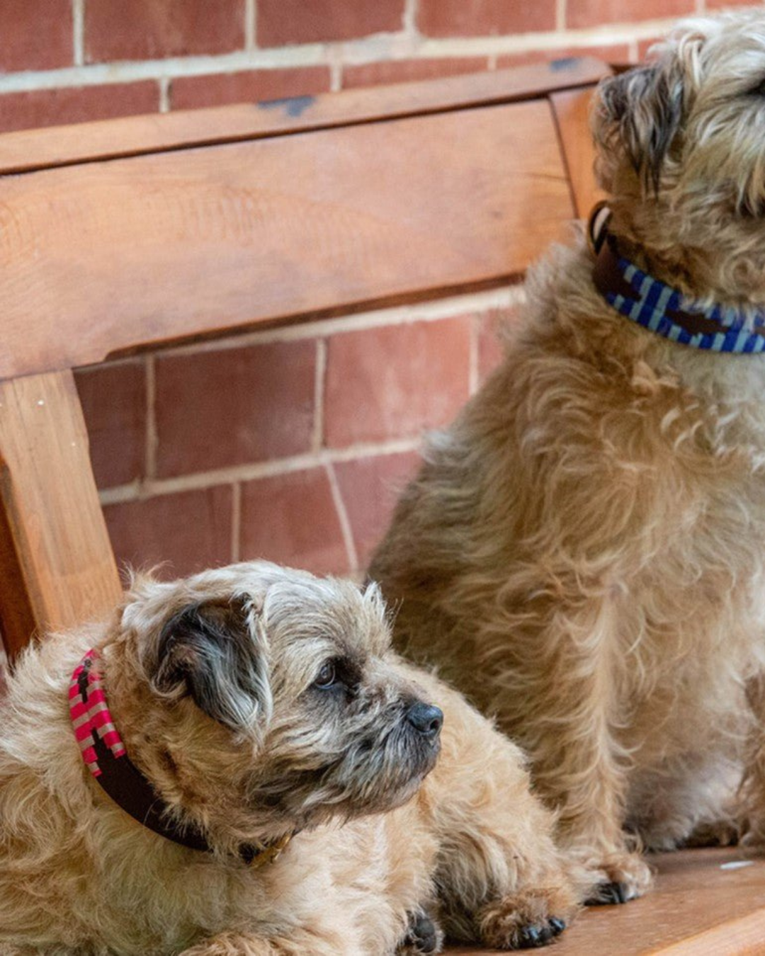 Polo Dog Lead - Pinky by Georgie Paws 
