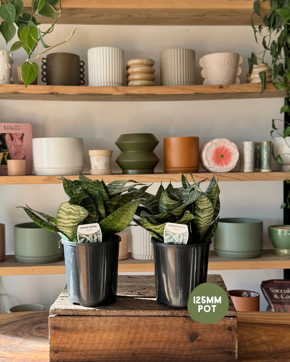 Sansevieria &