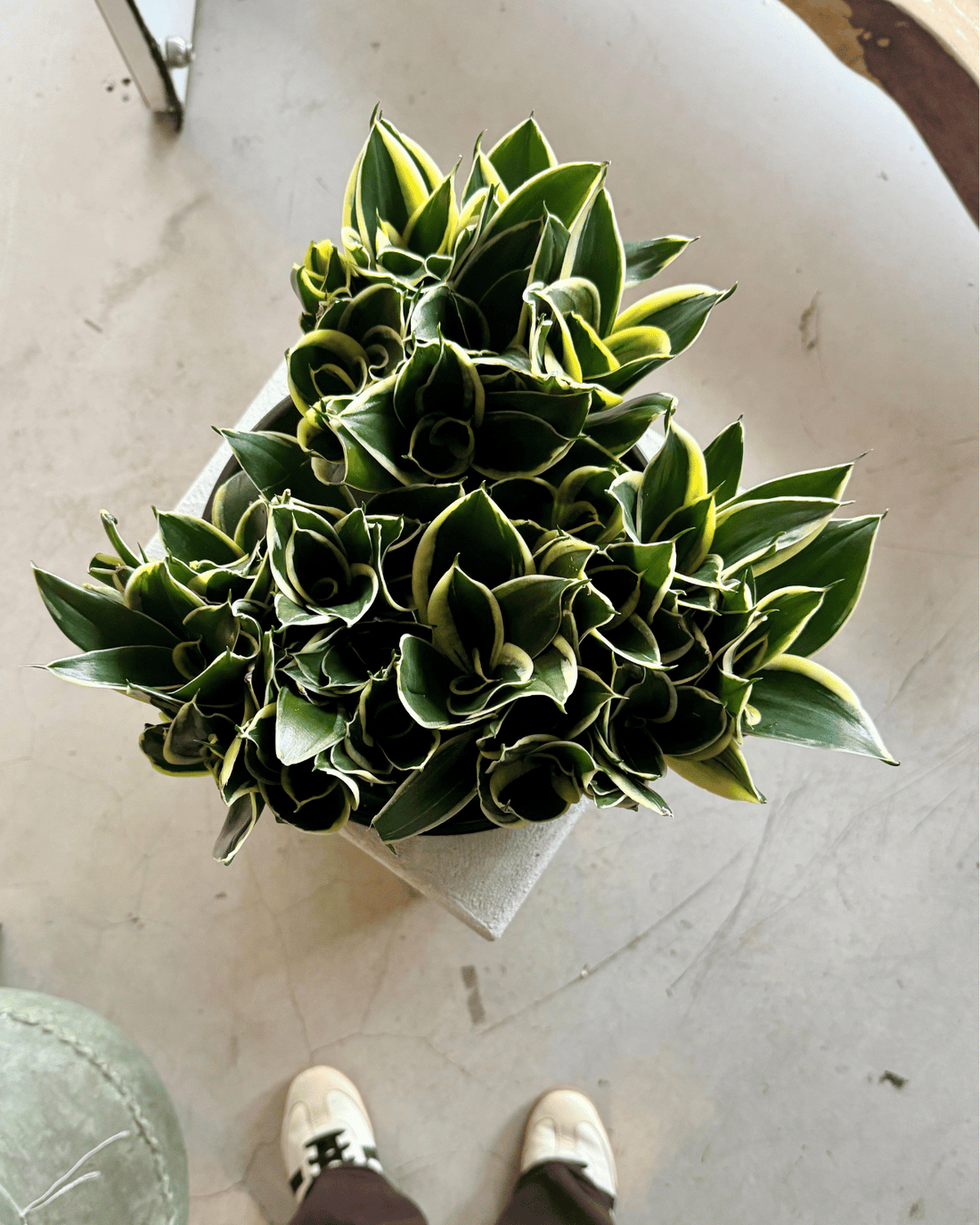  Sansevieria Lotus &