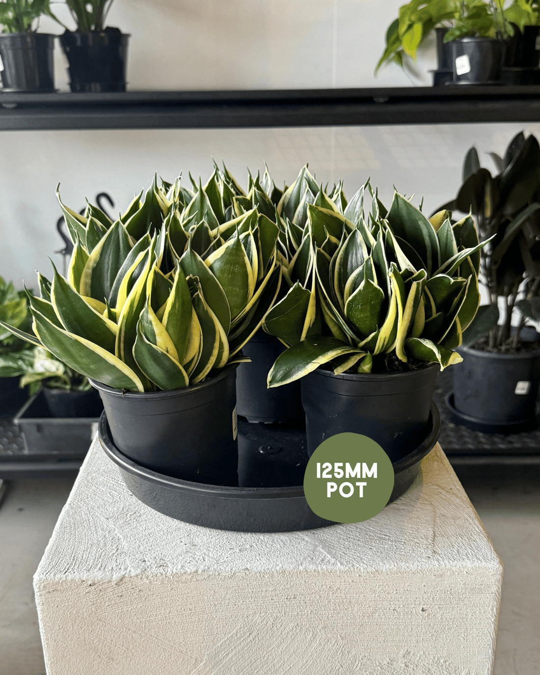  Sansevieria Lotus &