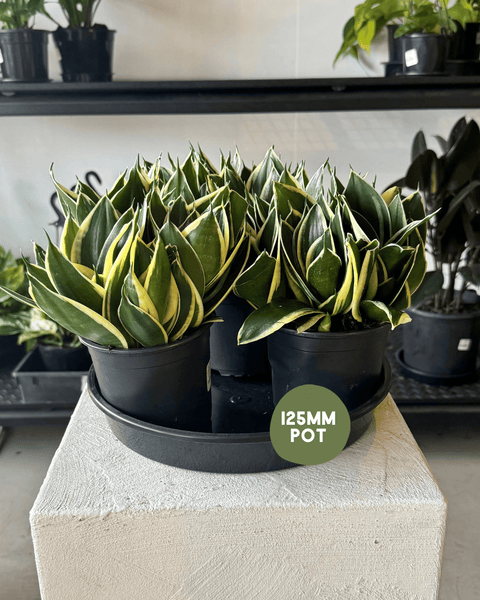 sansevieria hahnii lotus THE FLORA BAR by POLLY & CO l πͺ΄ Bird's Nest Snake Plant 'Lotus Hahnii' β Polly & Co