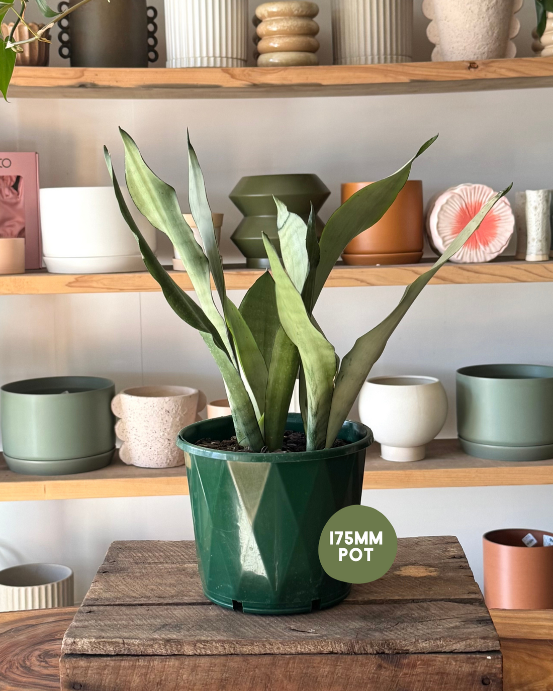 Sansevieria (Mother-in-Law’s Tongue) - Silver