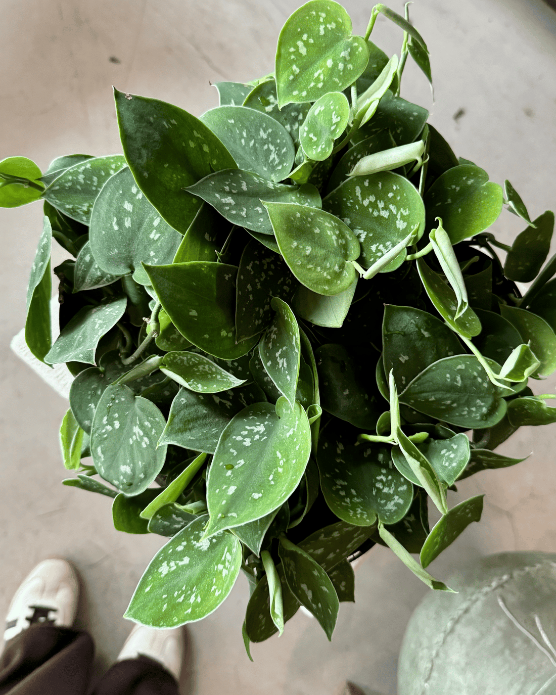 Satin Pothos (Scindapsus Pictus &