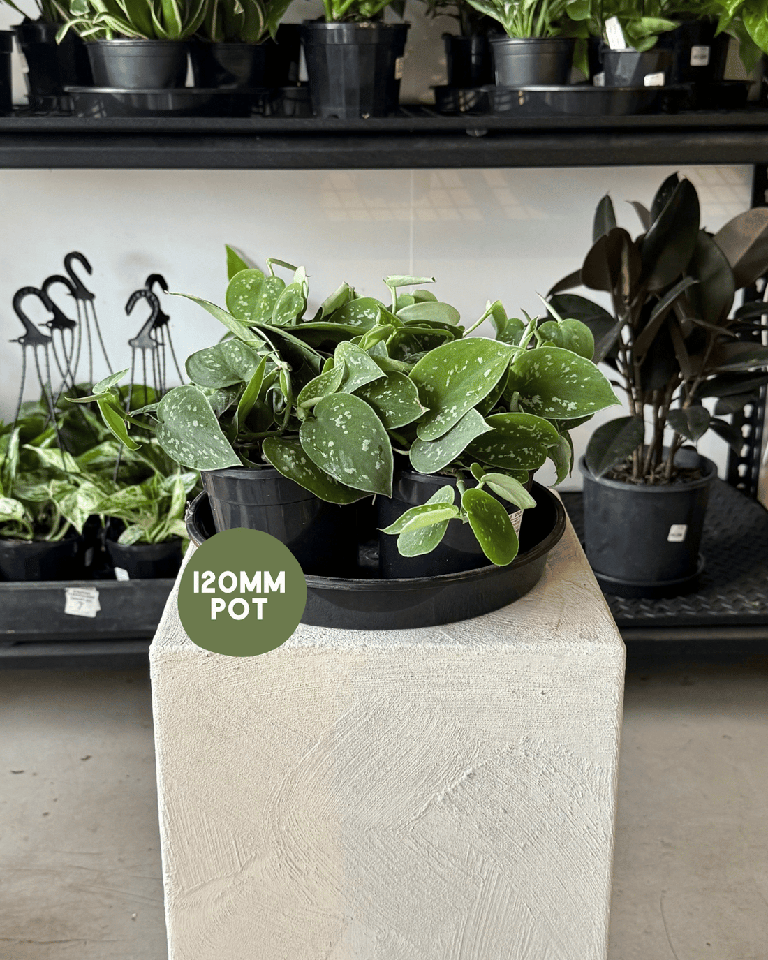 Satin Pothos (Scindapsus Pictus &
