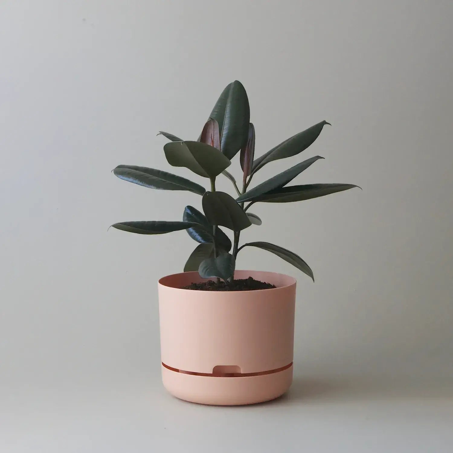 Mr Kitly Selfwatering Plant Pot - Pale Apricot