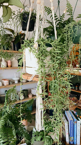 String of Beans + Macrame Hanger Combo - Muswellbrook Plant Delivery