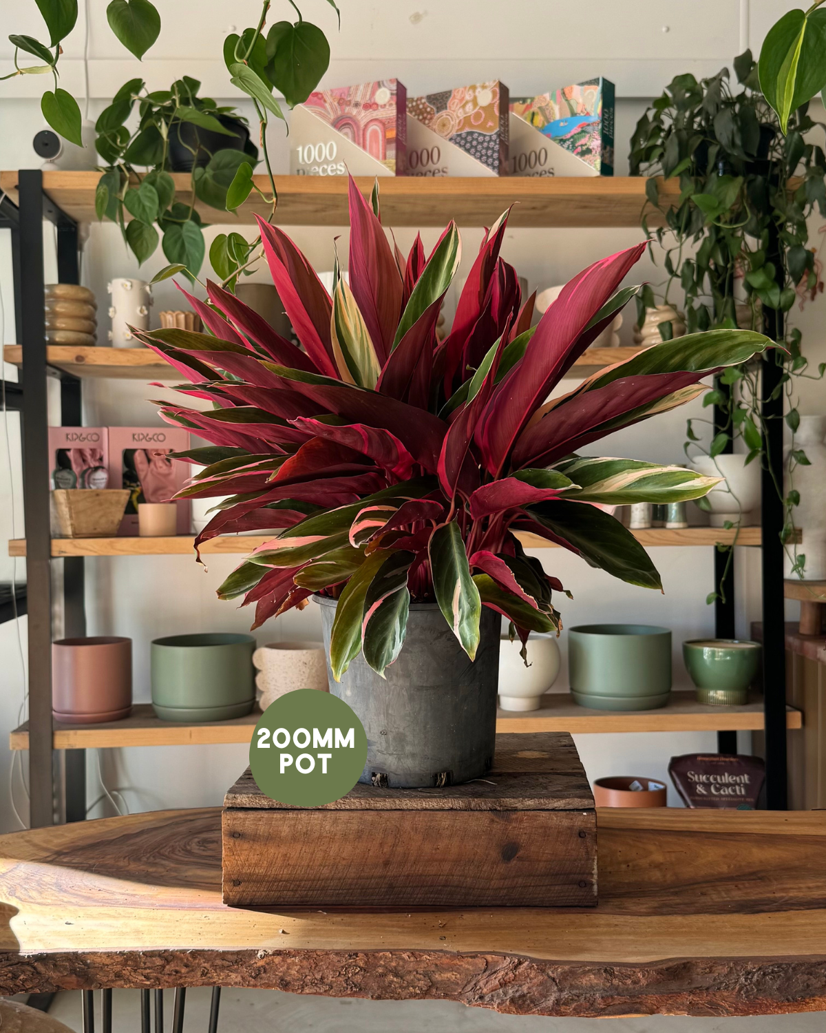 Stromanthe Tricolour - Indoor Plant Delivery - Polly &amp; Co Muswellbrook