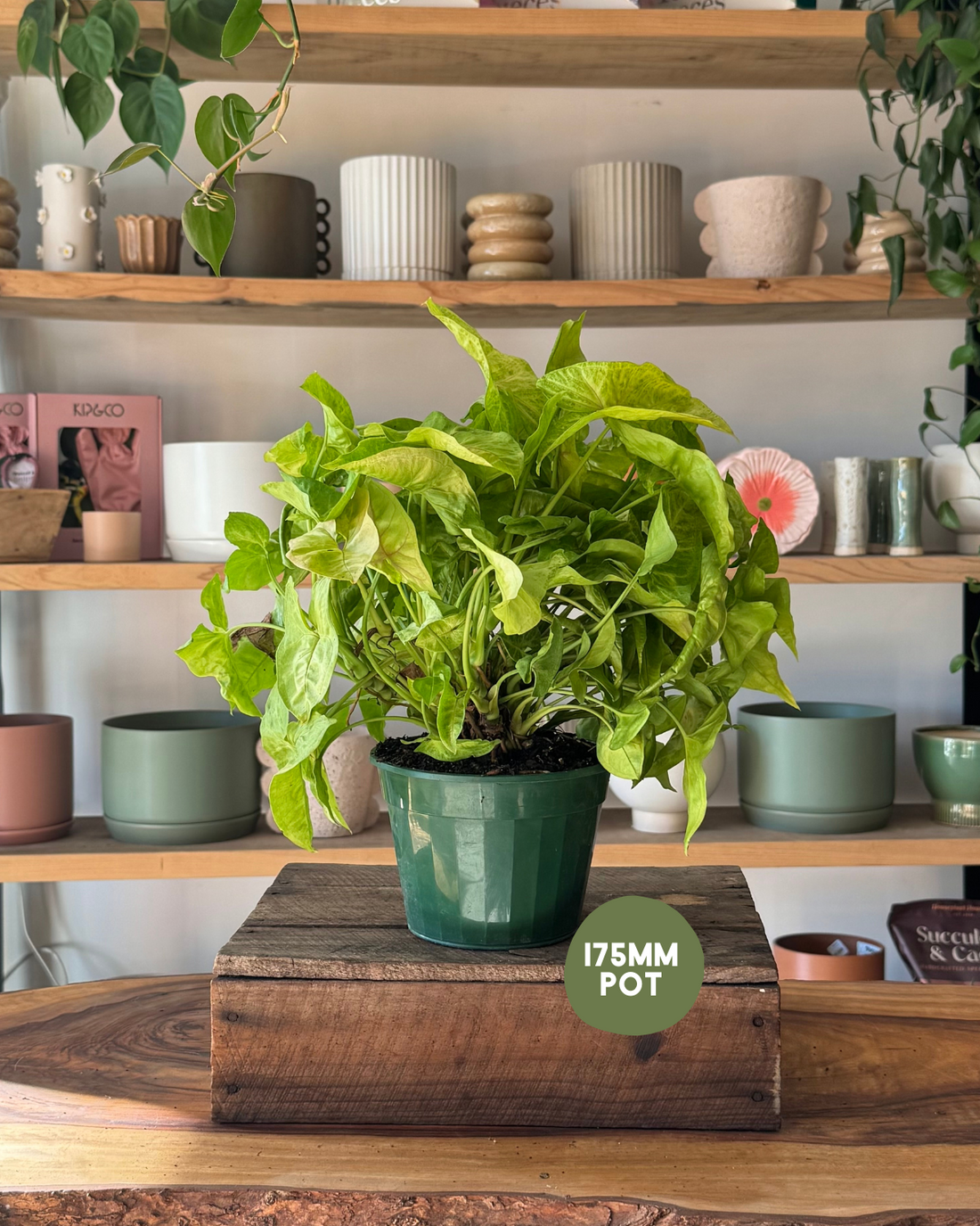 Syngonium &