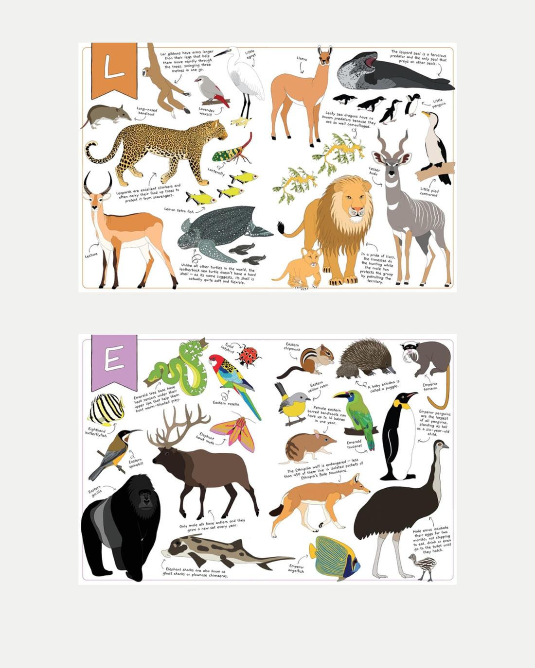 The Ultimate Animal Alphabet Book ❘ by Jennifer Cossins 