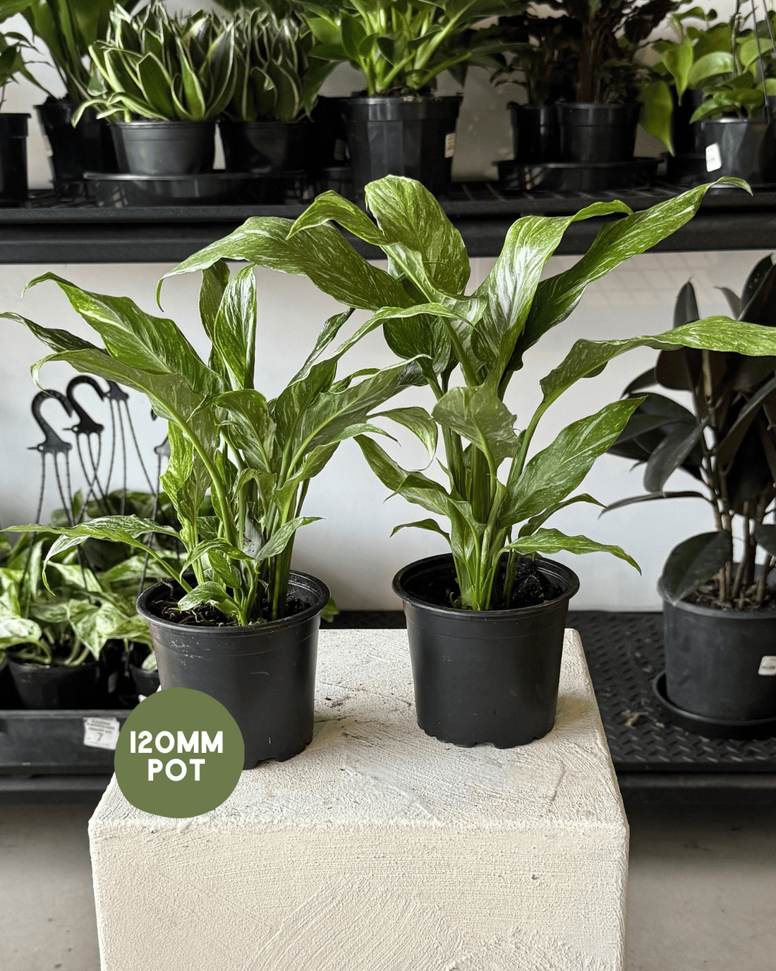Variegated Peace Lily (Spathiphyllum Jet Diamond) - Indoor Plants Muswellbrook Florist