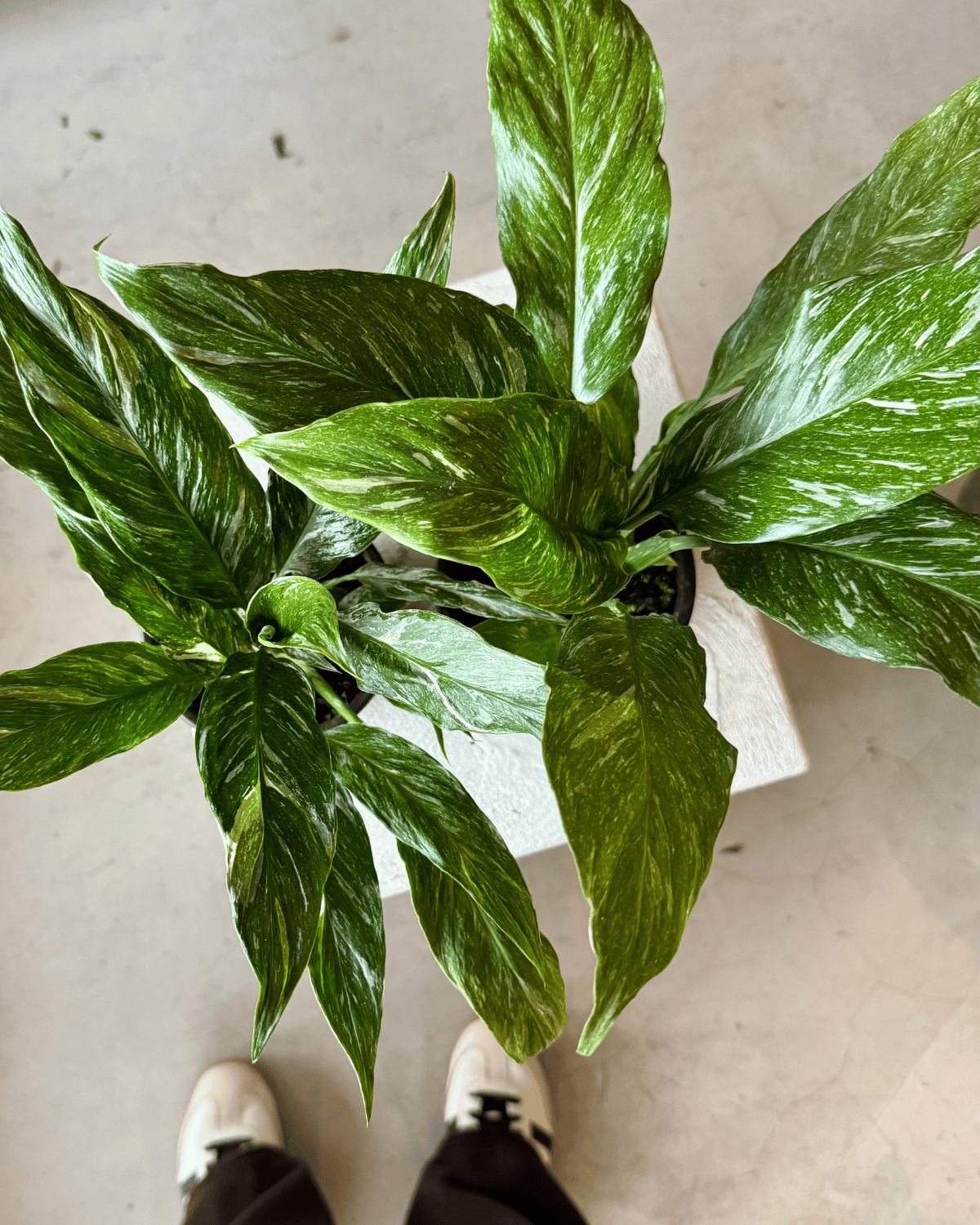 jet diamond peace lily THE FLORA BAR by POLLY & CO l πͺ΄ Variegated Peace Lily (Spathiphyllum 'Jet Diamond') β Polly & Co