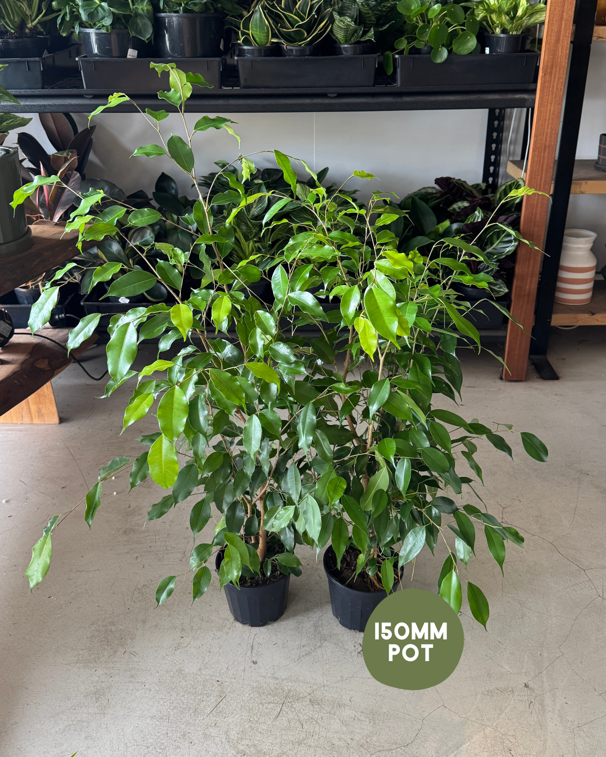 Weeping Fig (Ficus Benjamin) - Indoor Plants Muswellbrook