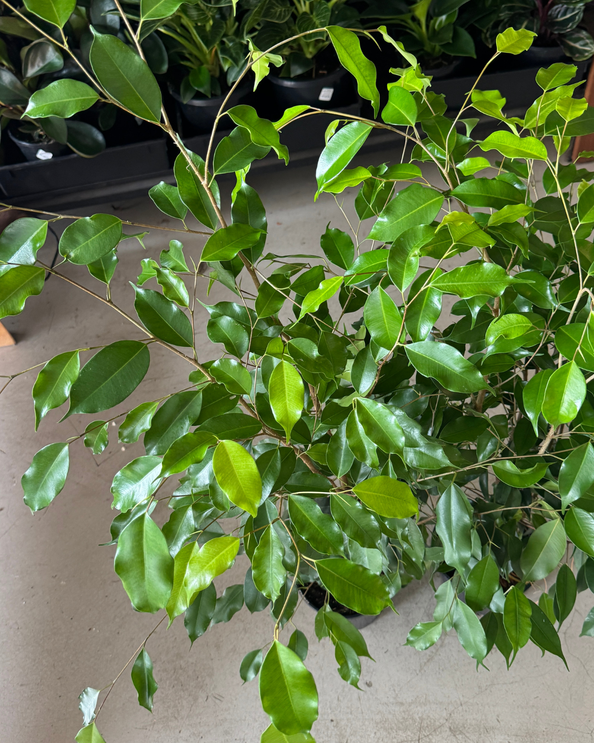 Weeping Fig (Ficus Benjamin) - Indoor Plants Muswellbrook