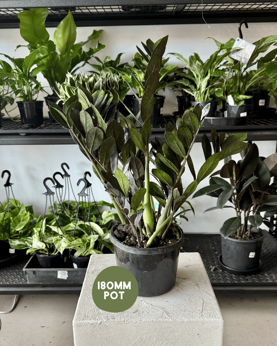 ZZ Jungle Warrior - indoor plants Muswellbrook