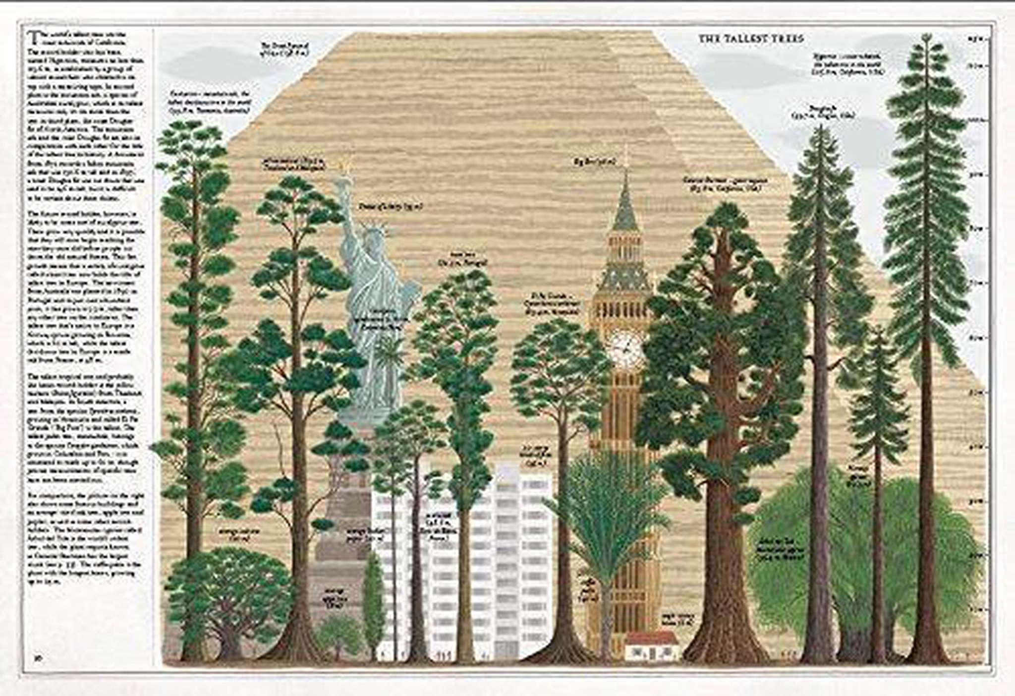 The Book of Trees - Polly &amp; Co