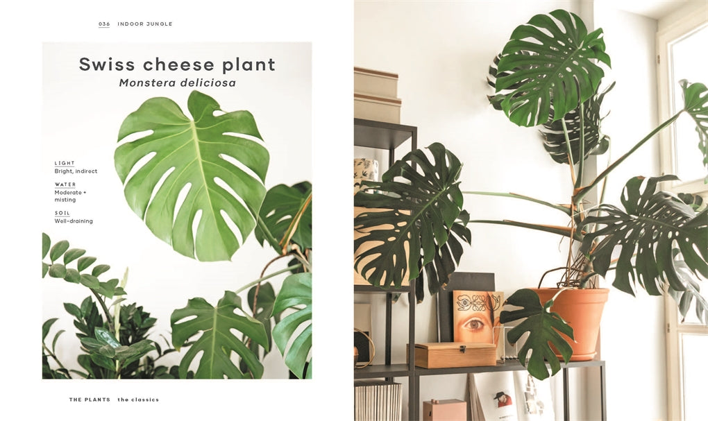 Leaf Supply Guide to Creating Your Indoor Jungle