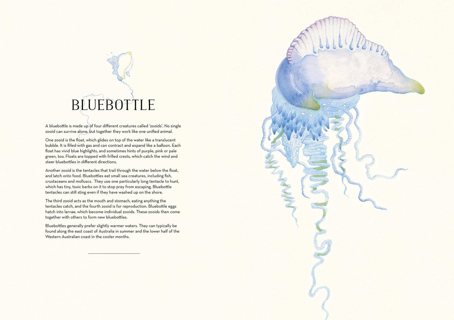 Australian Sea Life l Matt Chun (Hardcover) l Polly &amp; Co l Muswellbrook Gift Shop