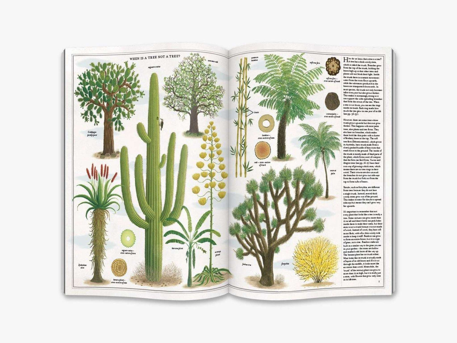 The Book of Trees - Polly &amp; Co
