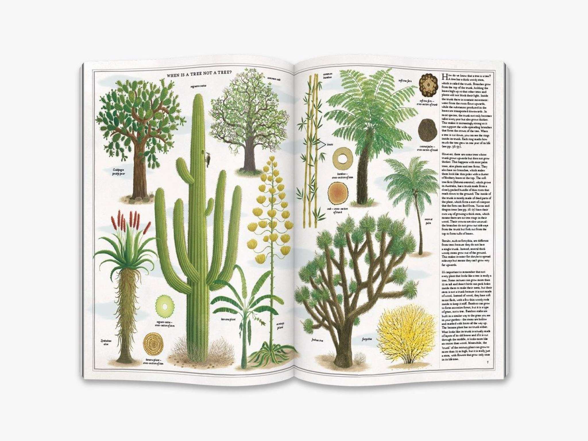 The Book of Trees - Polly &amp; Co