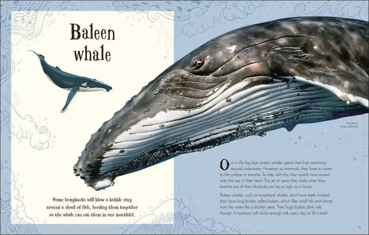 An Anthology of Intriguing Animals Children&